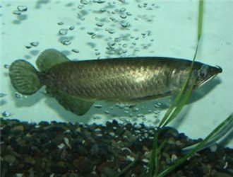 澳洲星點龍魚圖片 澳洲星點龍魚圖片 龍魚百科 第28張