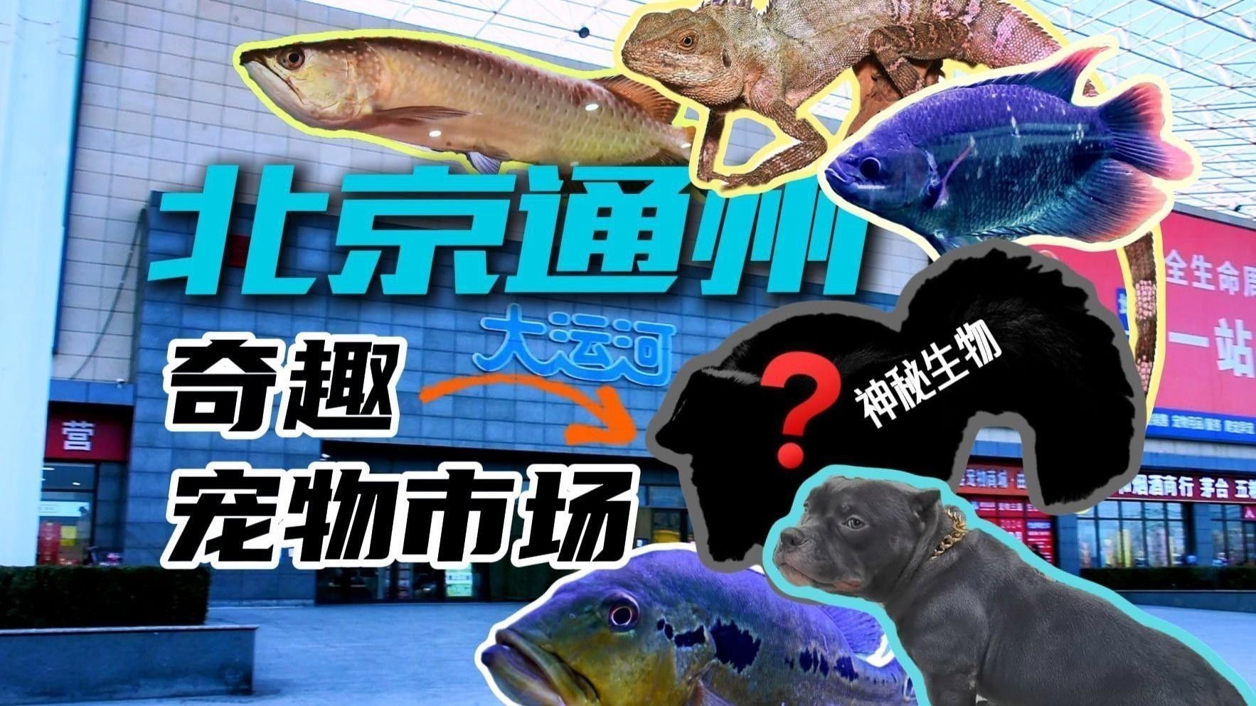 新手適合飼養星點龍魚嗎？ 新手適合飼養星點龍魚嗎？ 龍魚百科 第2張