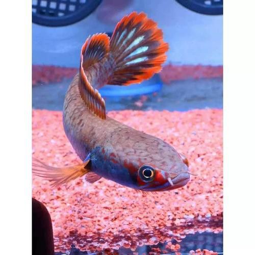血斑1雷龍魚批發