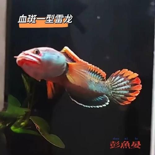 血斑1雷龍魚批發