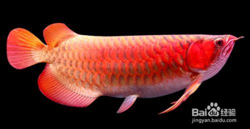 金龍魚怎么搶救（如何搶救金龍魚）