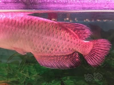 龍魚(yú)是熱帶魚(yú)的一種嗎？：龍魚(yú)是一種生活在熱帶和亞熱帶地區(qū)的淡水觀賞魚(yú)的一員 龍魚(yú)是熱帶魚(yú)的一種嗎？：龍魚(yú)是一種生活在熱帶和亞熱帶地區(qū)的淡水觀賞魚(yú)的一員 龍魚(yú)百科 第3張