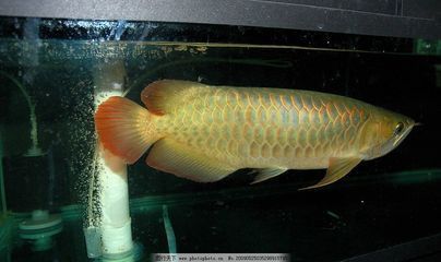 龍魚(yú)是熱帶魚(yú)的一種嗎？：龍魚(yú)是一種生活在熱帶和亞熱帶地區(qū)的淡水觀賞魚(yú)的一員 龍魚(yú)是熱帶魚(yú)的一種嗎？：龍魚(yú)是一種生活在熱帶和亞熱帶地區(qū)的淡水觀賞魚(yú)的一員 龍魚(yú)百科 第2張