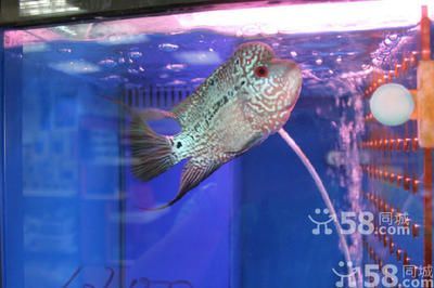 廣州芳村花鳥魚蟲新世界一般的龍魚多少錢能買到？（廣州芳村花鳥魚蟲新世界）