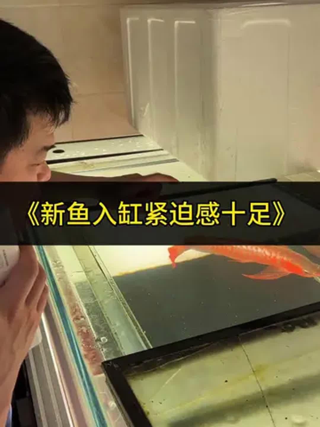 龍魚的最佳水質參數