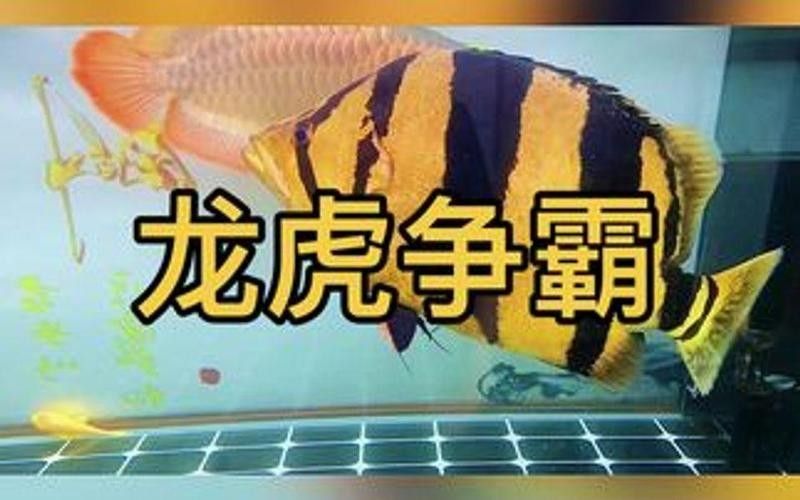 銀龍魚孵化小魚