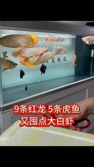 銀龍魚孵化小魚