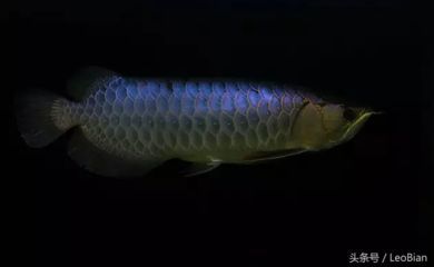 藍底過背金龍魚燈光多長時間百科:藍底過背金龍魚的光照管理 龍魚百科 第1張 藍底過背金龍魚燈光多長時間百科:藍底過背金龍魚的光照管理 藍底過背金龍魚燈光多長時間百科:藍底過背金龍魚的光照管理 龍魚百科 第1張