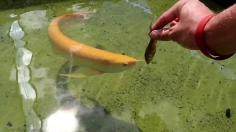 金龍魚被嚇到后怎么處理【金龍魚受驚后怎么處理】