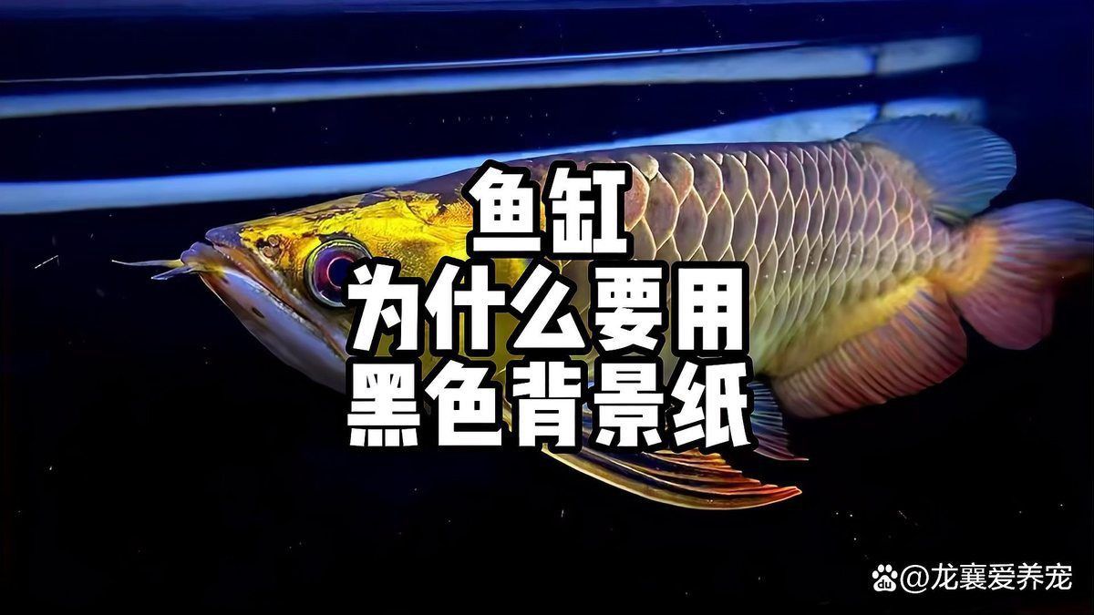 奈及利亞紅圓點(diǎn)狗頭魚(yú)背景紙適合什