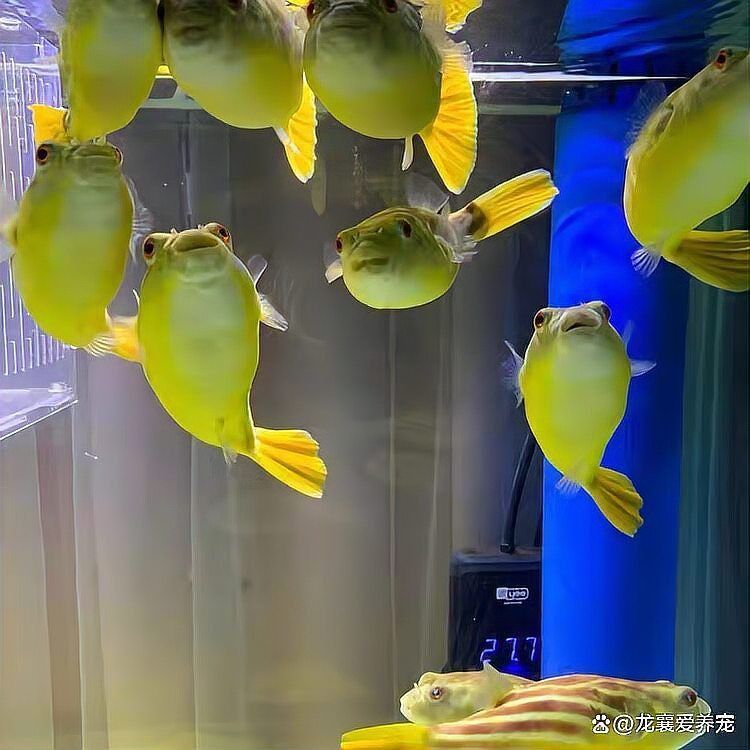 奈及利亞紅圓點狗頭魚背景紙適合什