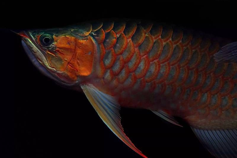龍魚的體型是遺傳的嘛視頻 龍魚的體型是遺傳的嘛視頻 龍魚百科 第3張