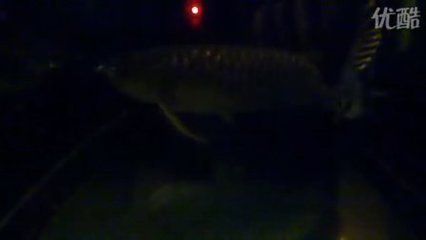 龍魚晚上開燈還是白天開燈：養龍魚白天開燈比夜間開燈更好，晚上開燈比夜間開燈好 龍魚晚上開燈還是白天開燈：養龍魚白天開燈比夜間開燈更好，晚上開燈比夜間開燈好 龍魚百科 第5張