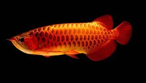 龍魚形態特征描述怎么寫：亞洲龍魚、金龍魚，是一種古老的原始淡水魚類其體型 龍魚形態特征描述怎么寫：亞洲龍魚、金龍魚，是一種古老的原始淡水魚類其體型 龍魚百科 第2張