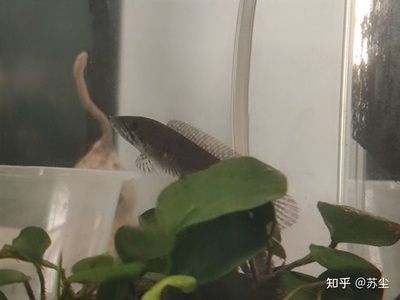 雷龍魚用多大缸，飼養雷龍魚時，如何選擇合適的魚缸尺寸