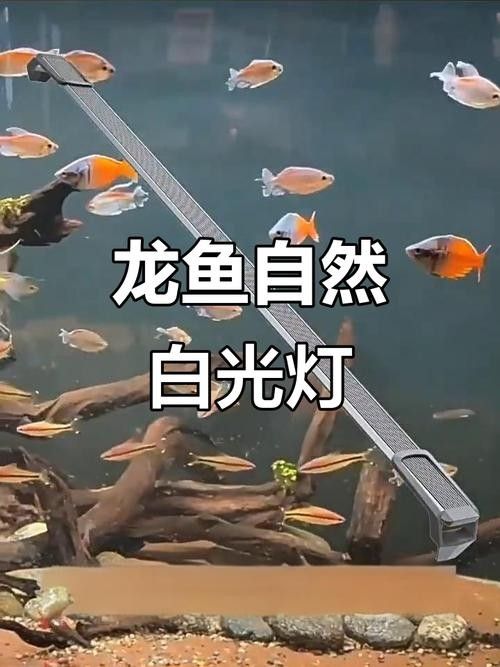 防止龍魚掉眼的小方法