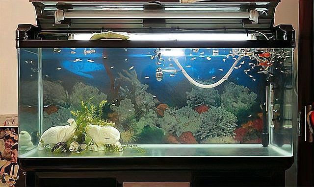 金龍魚孵化小魚,會餓死嗎