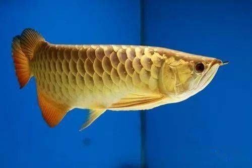 價值百萬的龍魚排名榜（價值百萬的龍魚排名榜，你知道嗎？）