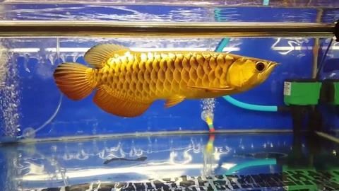 金龍魚怎么分等級 金龍魚怎么分等級 龍魚百科 第1張