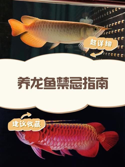 龍魚風水作用與禁忌圖片 龍魚風水作用與禁忌圖片 龍魚百科 第1張