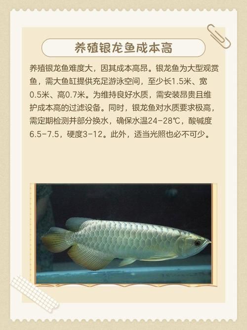 龍魚風水作用與禁忌圖片 龍魚風水作用與禁忌圖片 龍魚百科 第10張