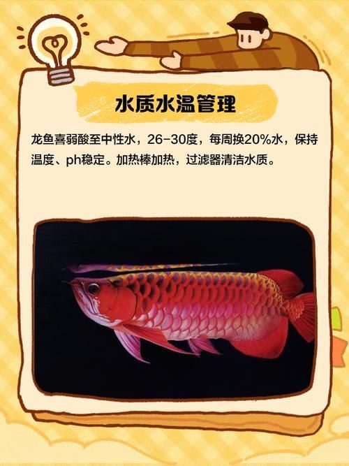 龍魚風水作用與禁忌圖片 龍魚風水作用與禁忌圖片 龍魚百科 第17張