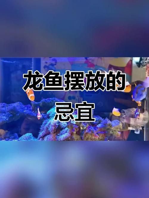 龍魚風水作用與禁忌圖片 龍魚風水作用與禁忌圖片 龍魚百科 第26張