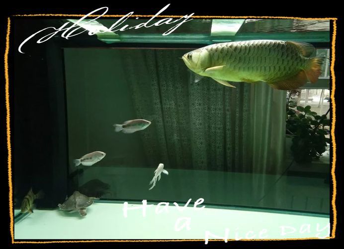 龍魚風水作用與禁忌圖片 龍魚風水作用與禁忌圖片 龍魚百科 第25張