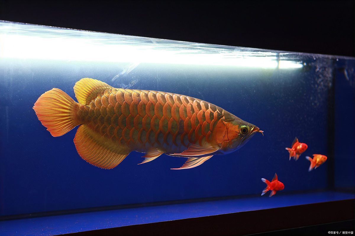 龍魚風水作用與禁忌圖片 龍魚風水作用與禁忌圖片 龍魚百科 第29張