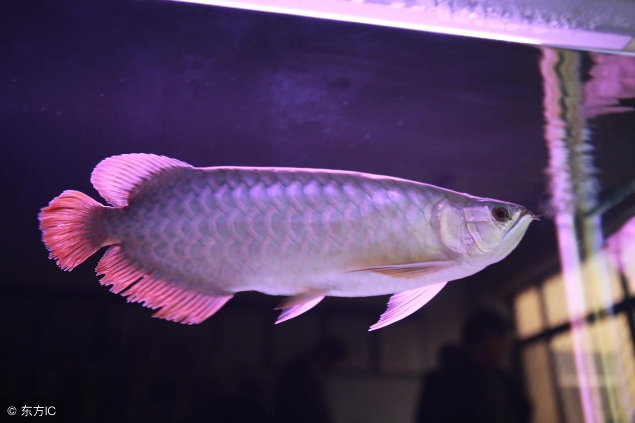 金龍魚是什么魚能吃嗎有毒嗎：金龍魚是一種淡水魚類 金龍魚是什么魚能吃嗎有毒嗎：金龍魚是一種淡水魚類 龍魚百科 第3張