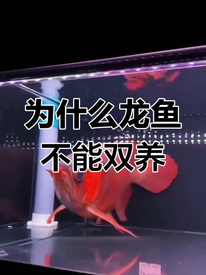 龍魚為什么不能養兩條