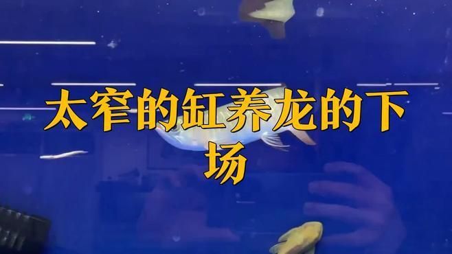 龍魚為什么不能養兩條