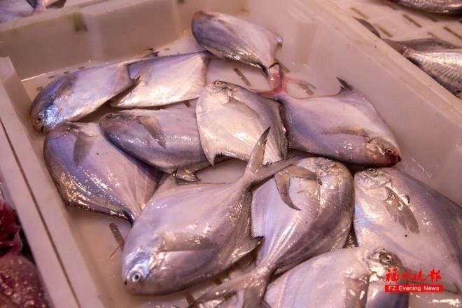福州龍魚市場怎么樣啊現在 福州龍魚市場怎么樣啊現在 龍魚百科 第1張