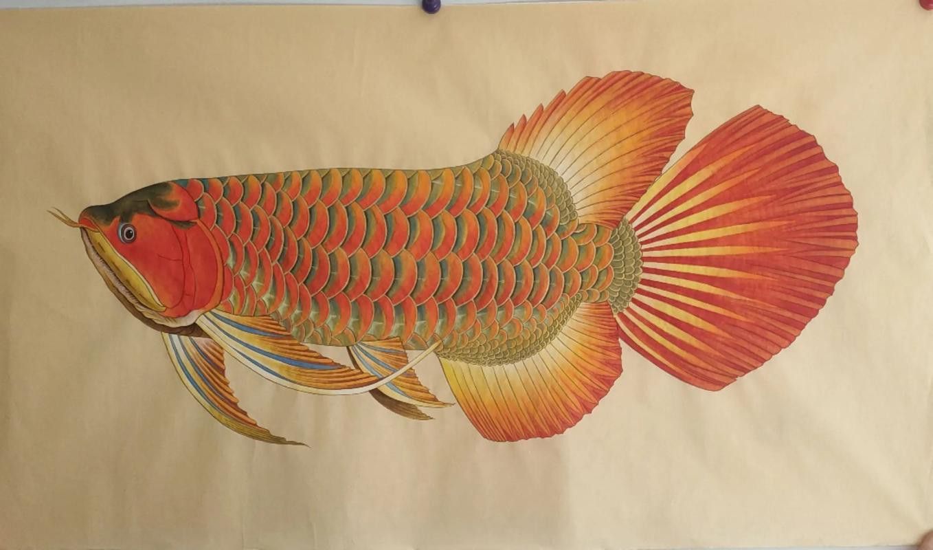 金龍魚怎么擺