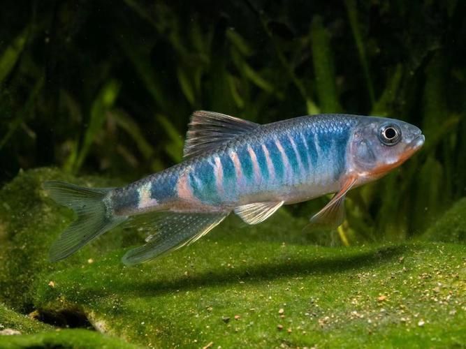馬來西亞市場常見魚類圖片