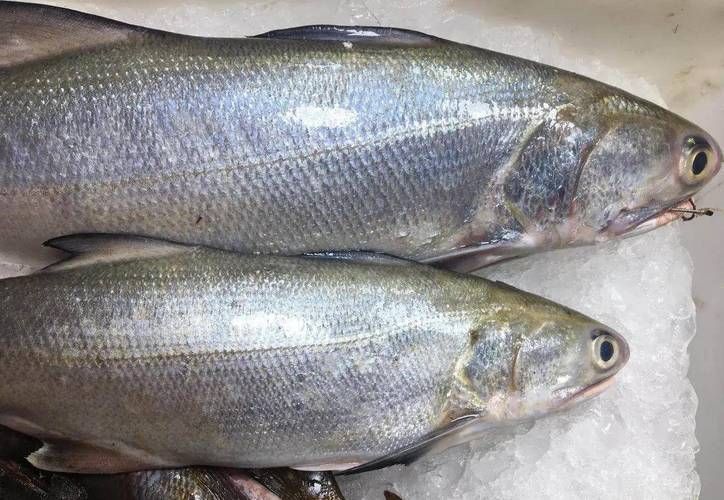 馬來西亞市場常見魚類圖片