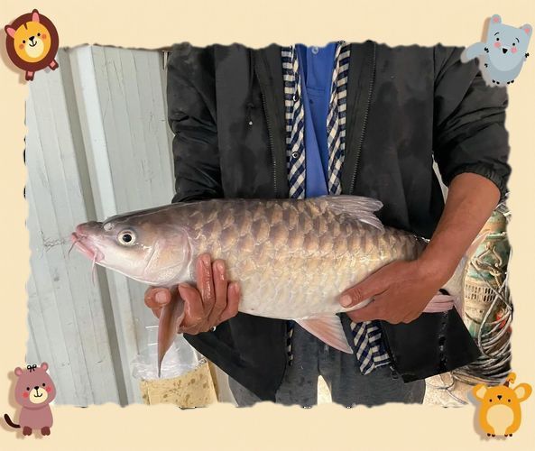 馬來西亞市場常見魚類圖片
