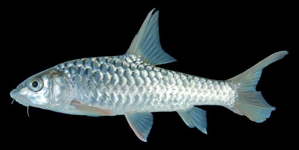 馬來西亞市場常見魚類圖片