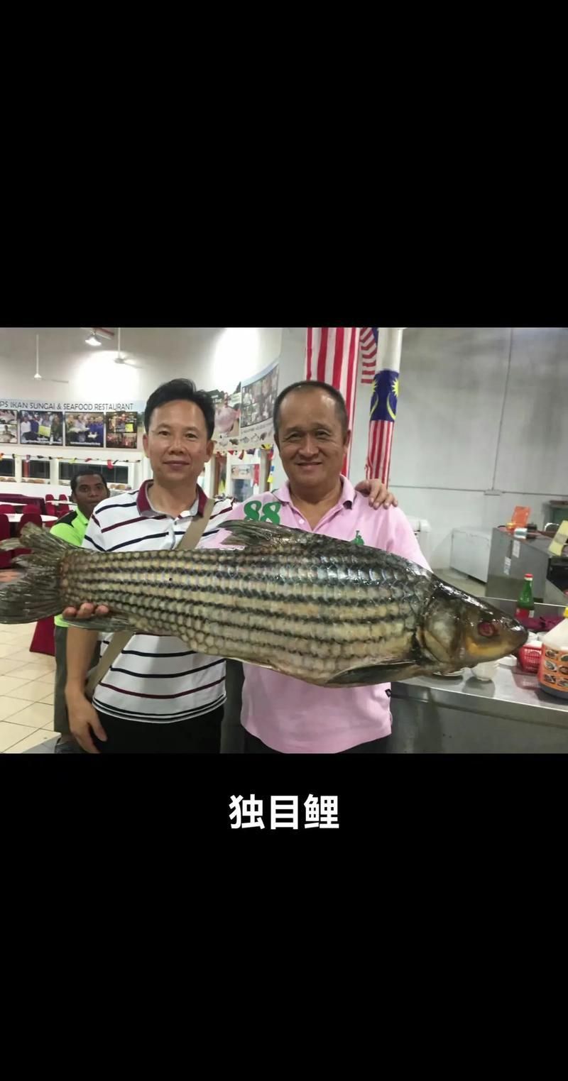 馬來西亞市場常見魚類圖片