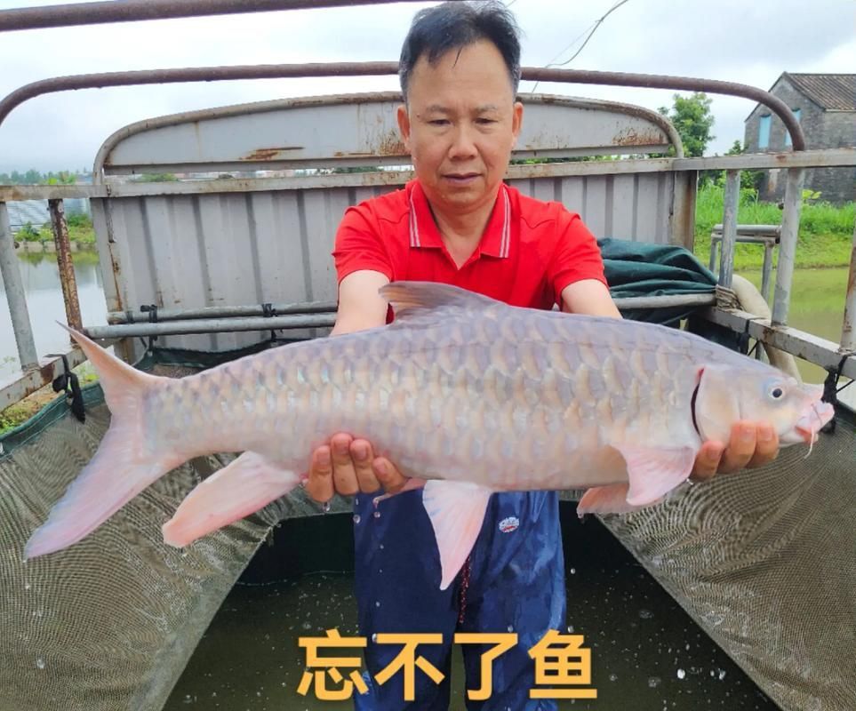 馬來西亞市場常見魚類圖片