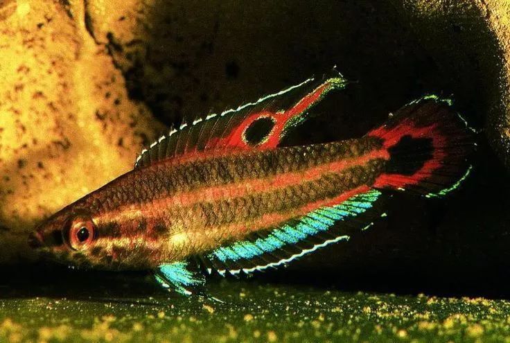 馬來西亞市場常見魚類圖片