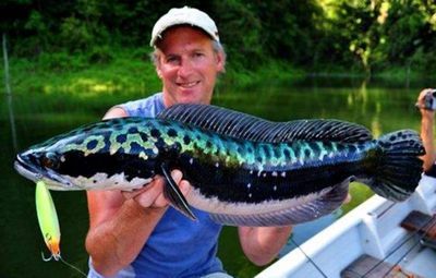 養(yǎng)雷龍魚水要多深：養(yǎng)雷龍魚時(shí)，水深不宜過深，最好保證兩根呼吸管的位置