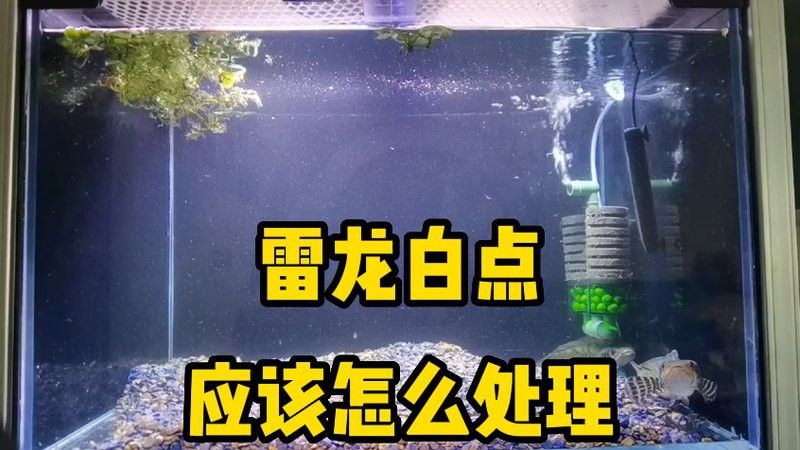 如何預(yù)防雷龍魚眼睛白點(diǎn)病？