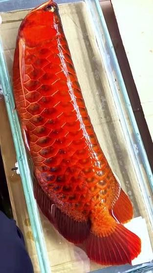 紅龍魚圖片高清視頻