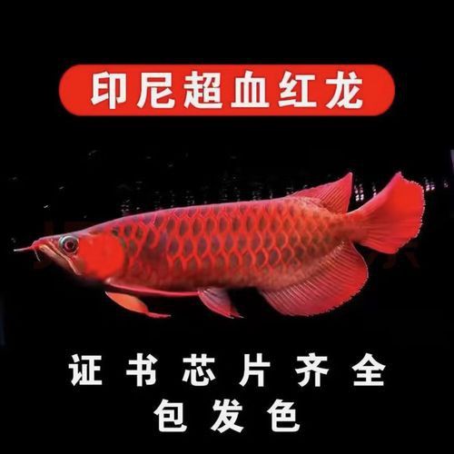 紅龍魚圖片高清視頻