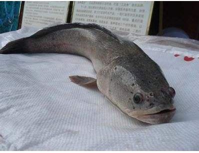 雷龍魚苗飼料怎么配：雷龍魚苗的飼料配置應包括市售專用飼料、活體餌料、活體餌料