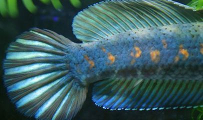 雷龍魚苗飼料怎么配：雷龍魚苗的飼料配置應包括市售專用飼料、活體餌料、活體餌料