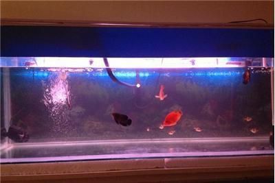 龍魚和戰船能否在一起養（龍魚和戰船魚可以一起養嗎） 龍魚和戰船能否在一起養（龍魚和戰船魚可以一起養嗎） 龍魚百科 第2張