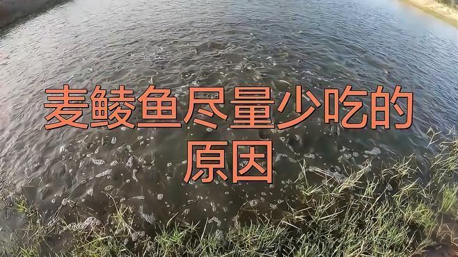 麥鯪魚為何不建議吃