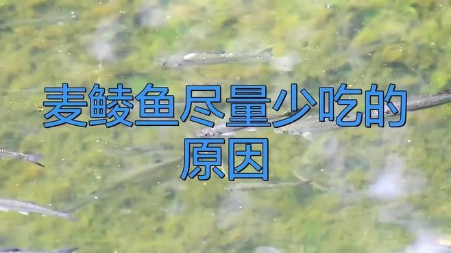 麥鯪魚為何不建議吃